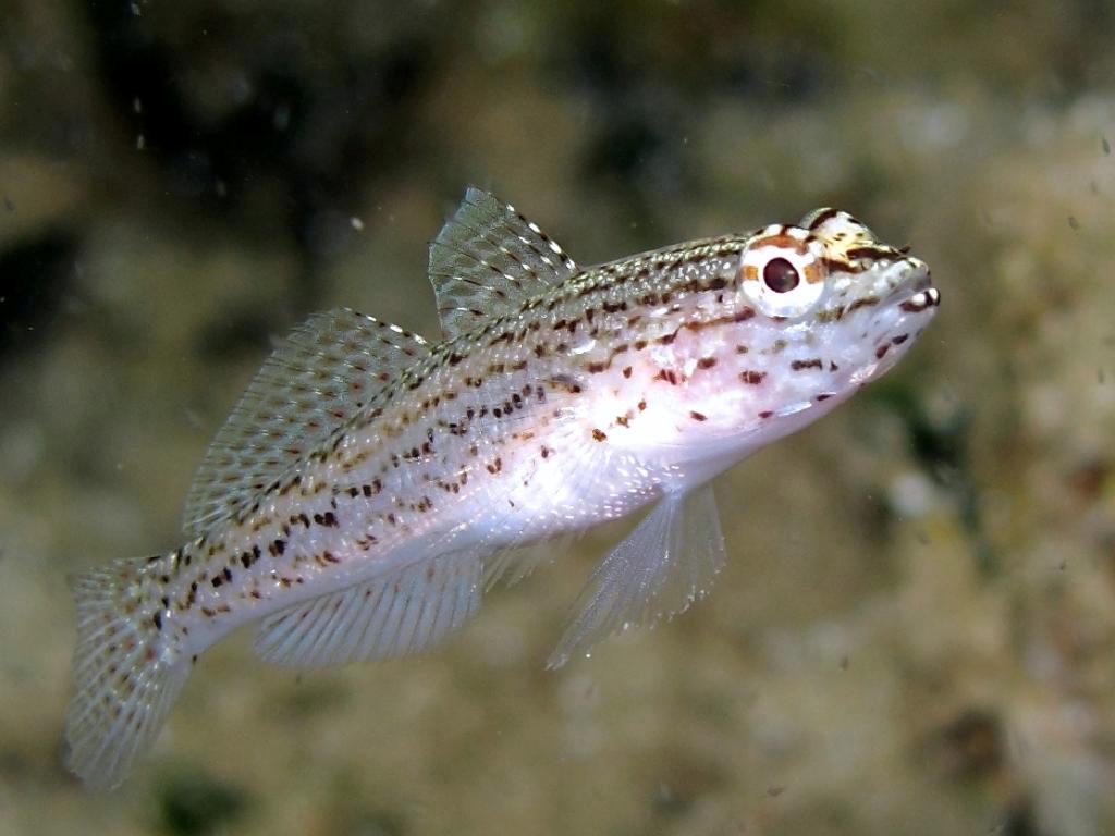 Gobius fallax (Sarato, 1889)